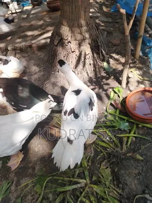 Chinese Duck Eggs for Sale