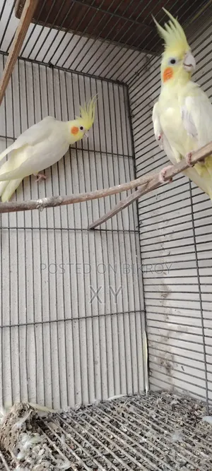 Cockatiel Bird