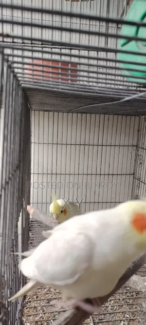 Cockatiel Bird