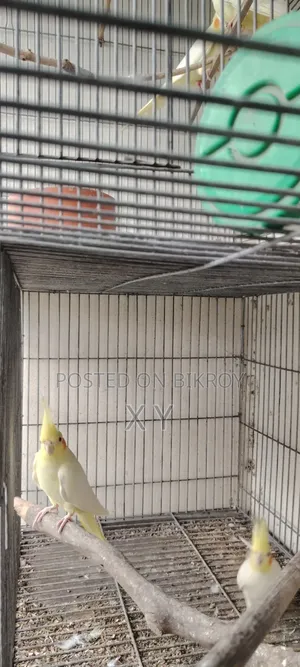 Cockatiel Bird