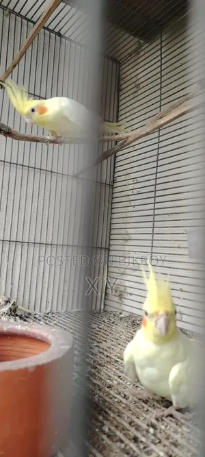Cockatiel Bird