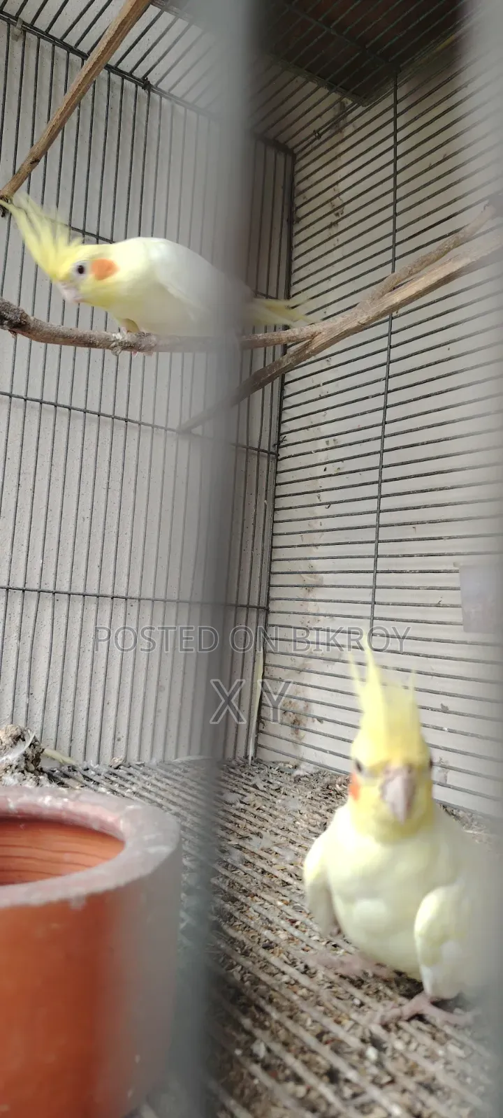 Cockatiel Bird