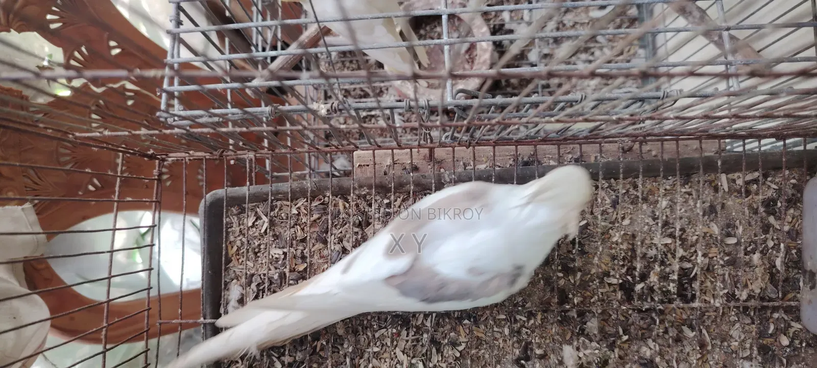 Cockatiel Bird