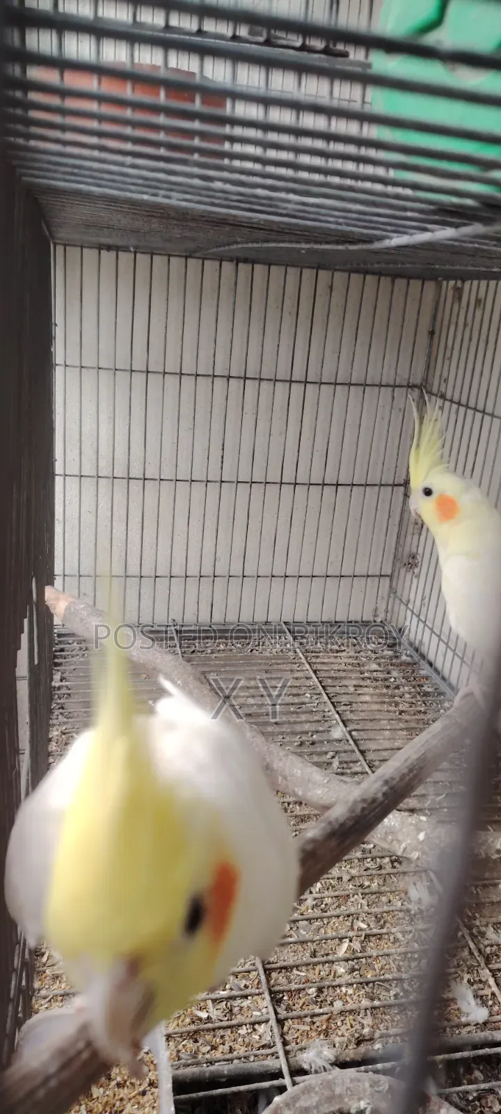 Cockatiel Bird