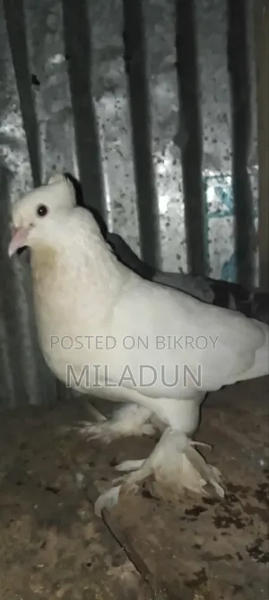 আমি একটা কবুতর বিক্রি করতে চাই