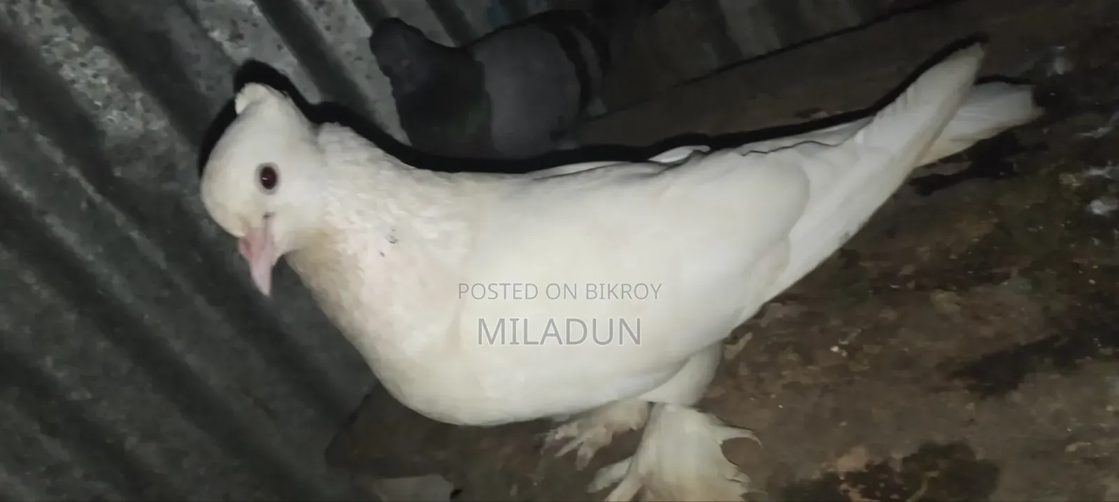 আমি একটা কবুতর বিক্রি করতে চাই