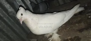 আমি একটা কবুতর বিক্রি করতে চাই