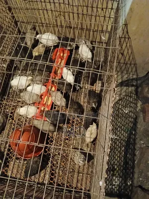 জায়েন্ট কোয়েল