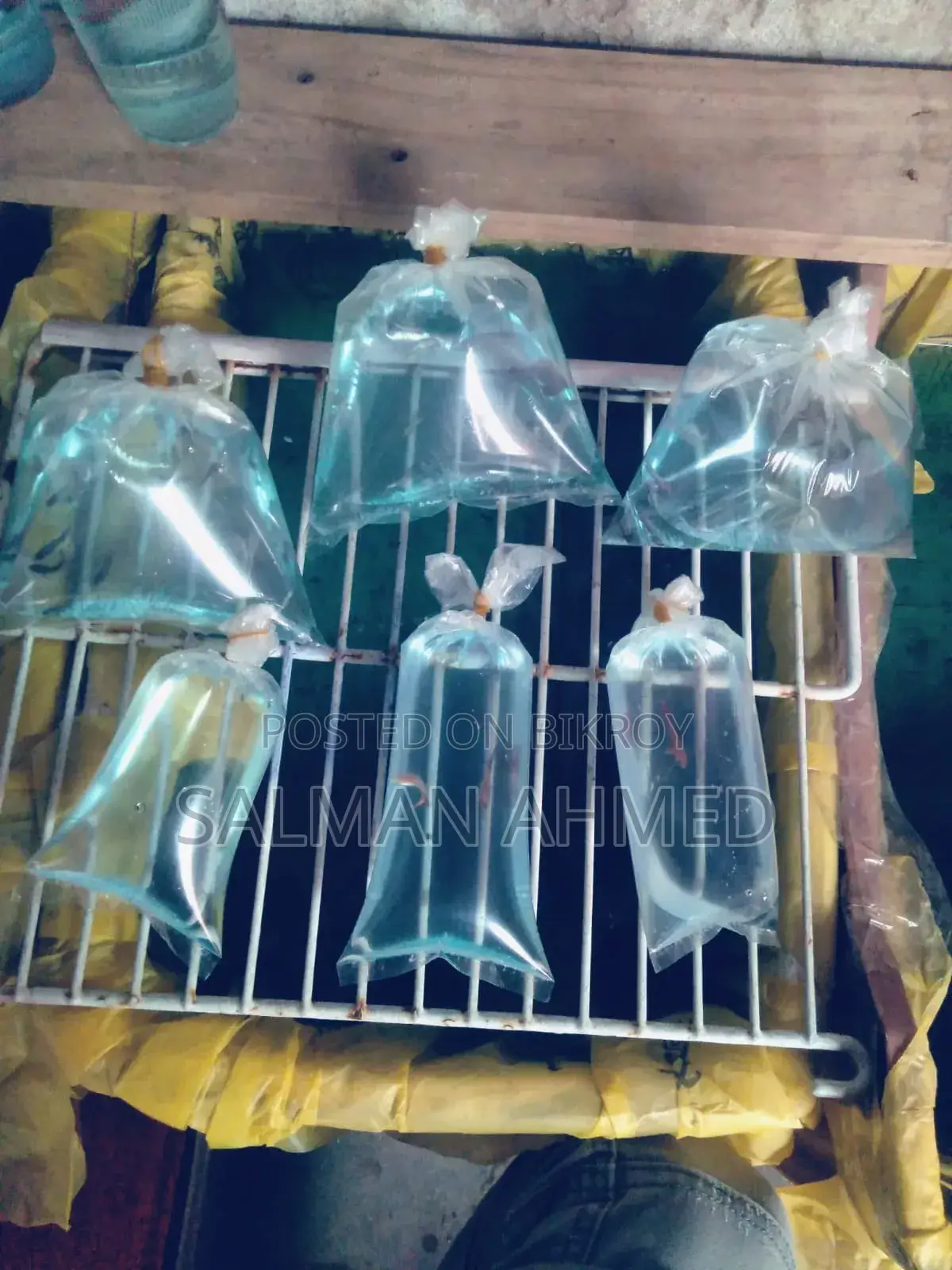 Betta Fry for Sell