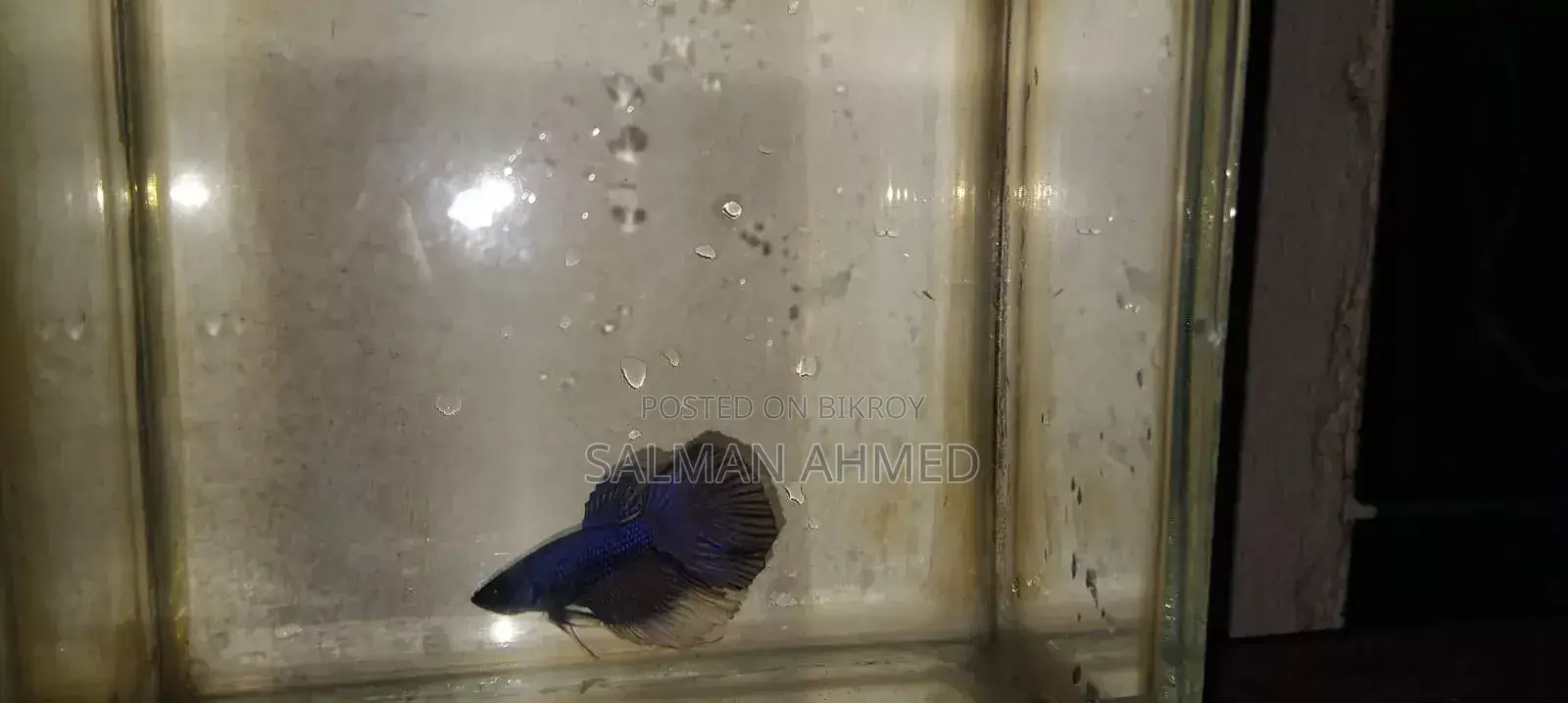 Betta Fry for Sell