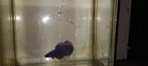 Betta Fry for Sell