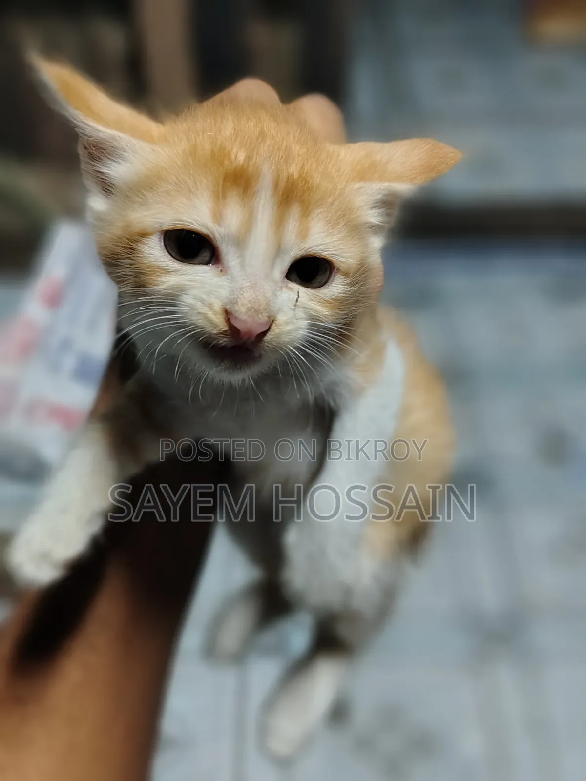 1-3 Months Male Purebred Bengal