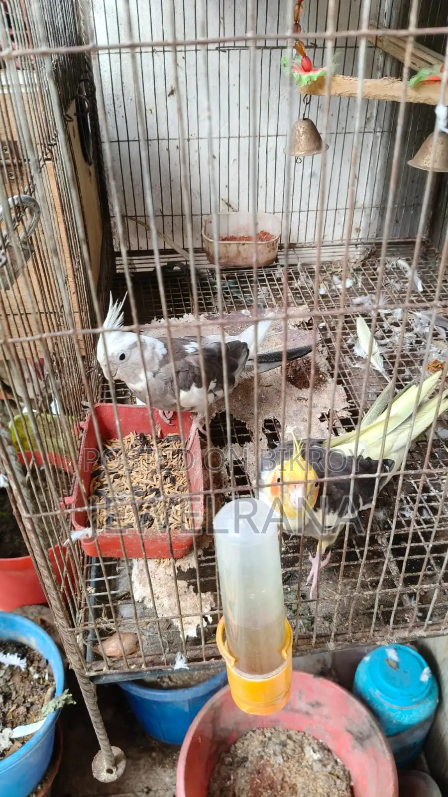 Cocaltel Bird Sell