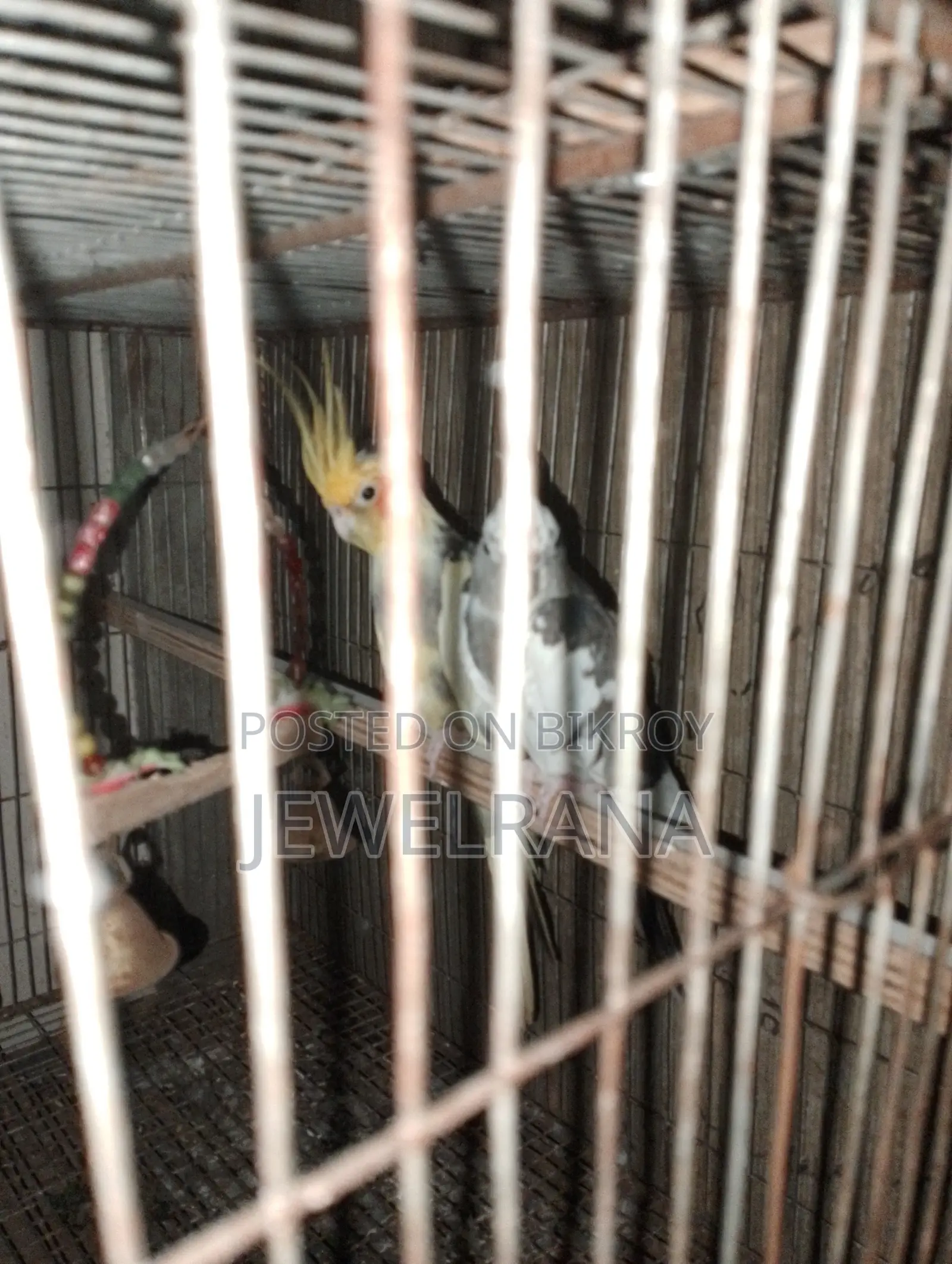 Cocaltel Bird Sell