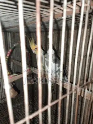 Cocaltel Bird Sell