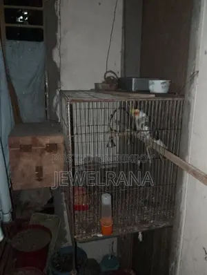 Cocaltel Bird Sell