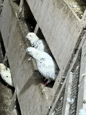 Giribaz Pigeon