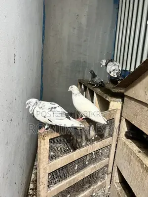 Giribaz Pigeon