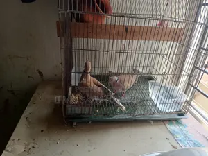 ১ জোরা ঘুঘু পাখি ১ জোরা ডিম সহ বিক্রি হবে