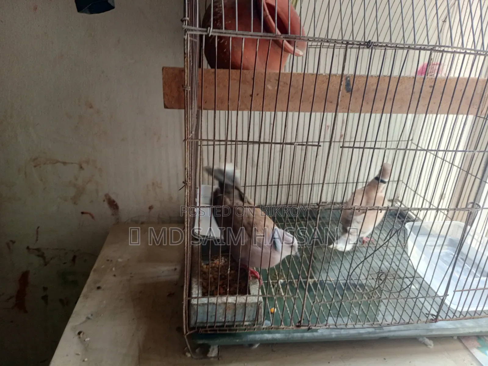 ১ জোরা ঘুঘু পাখি ১ জোরা ডিম সহ বিক্রি হবে