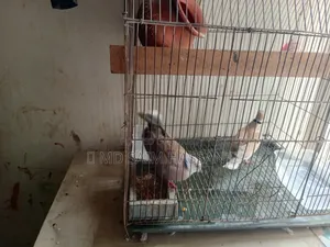 ১ জোরা ঘুঘু পাখি ১ জোরা ডিম সহ বিক্রি হবে