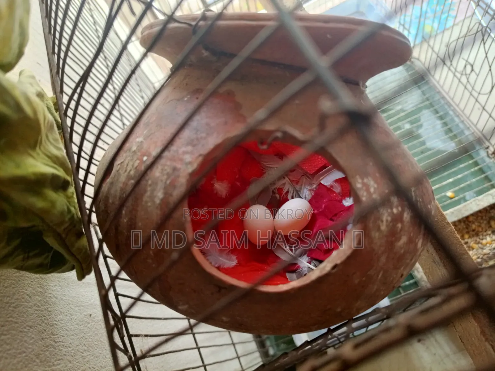 ১ জোরা ঘুঘু পাখি ১ জোরা ডিম সহ বিক্রি হবে