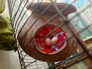 ১ জোরা ঘুঘু পাখি ১ জোরা ডিম সহ বিক্রি হবে