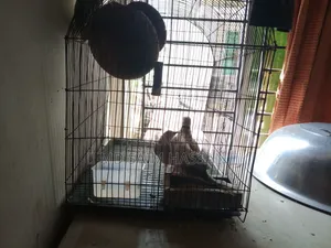 ১ জোরা ঘুঘু পাখি ১ জোরা ডিম সহ বিক্রি হবে