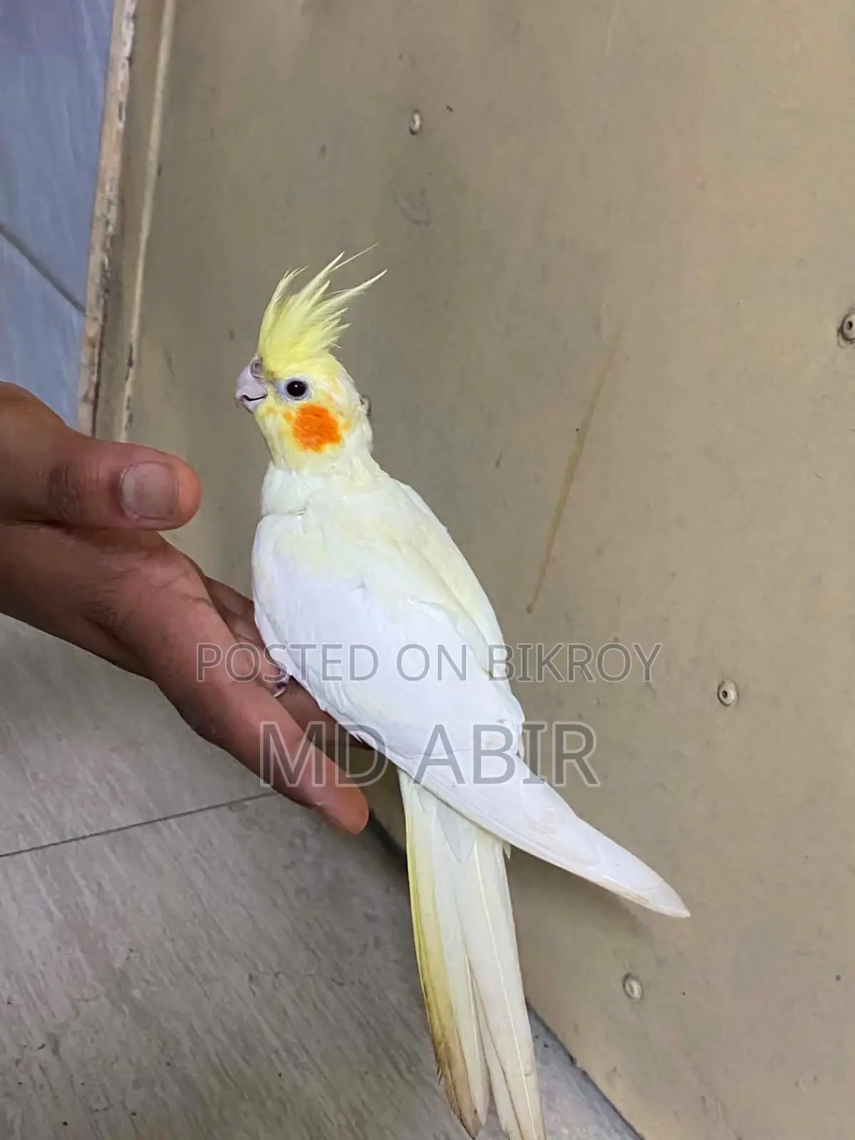 কোকাটেল পাখি টেম করা পাখি বিক্রি করা হবে