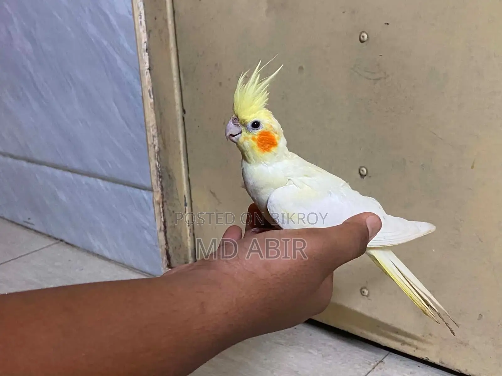 কোকাটেল পাখি টেম করা পাখি বিক্রি করা হবে