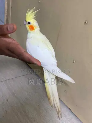 কোকাটেল পাখি টেম করা পাখি বিক্রি করা হবে