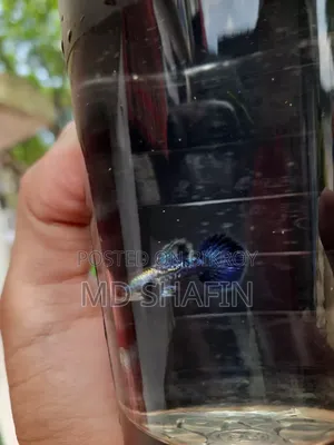 পারপেল ড্রাগন গাপ্পি