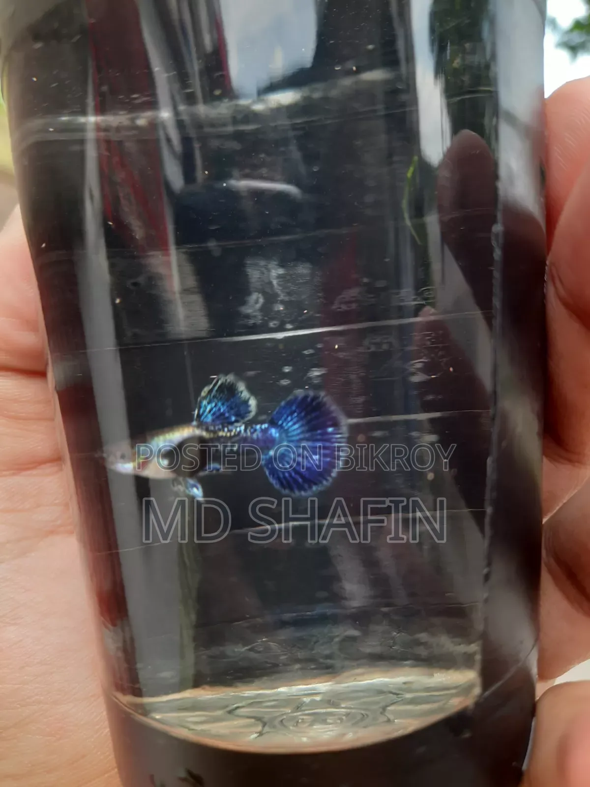 পারপেল ড্রাগন গাপ্পি