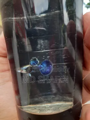 পারপেল ড্রাগন গাপ্পি
