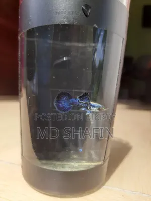 পারপেল ড্রাগন গাপ্পি