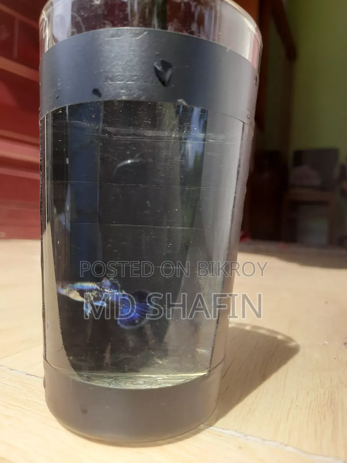 পারপেল ড্রাগন গাপ্পি