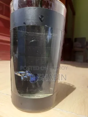 পারপেল ড্রাগন গাপ্পি