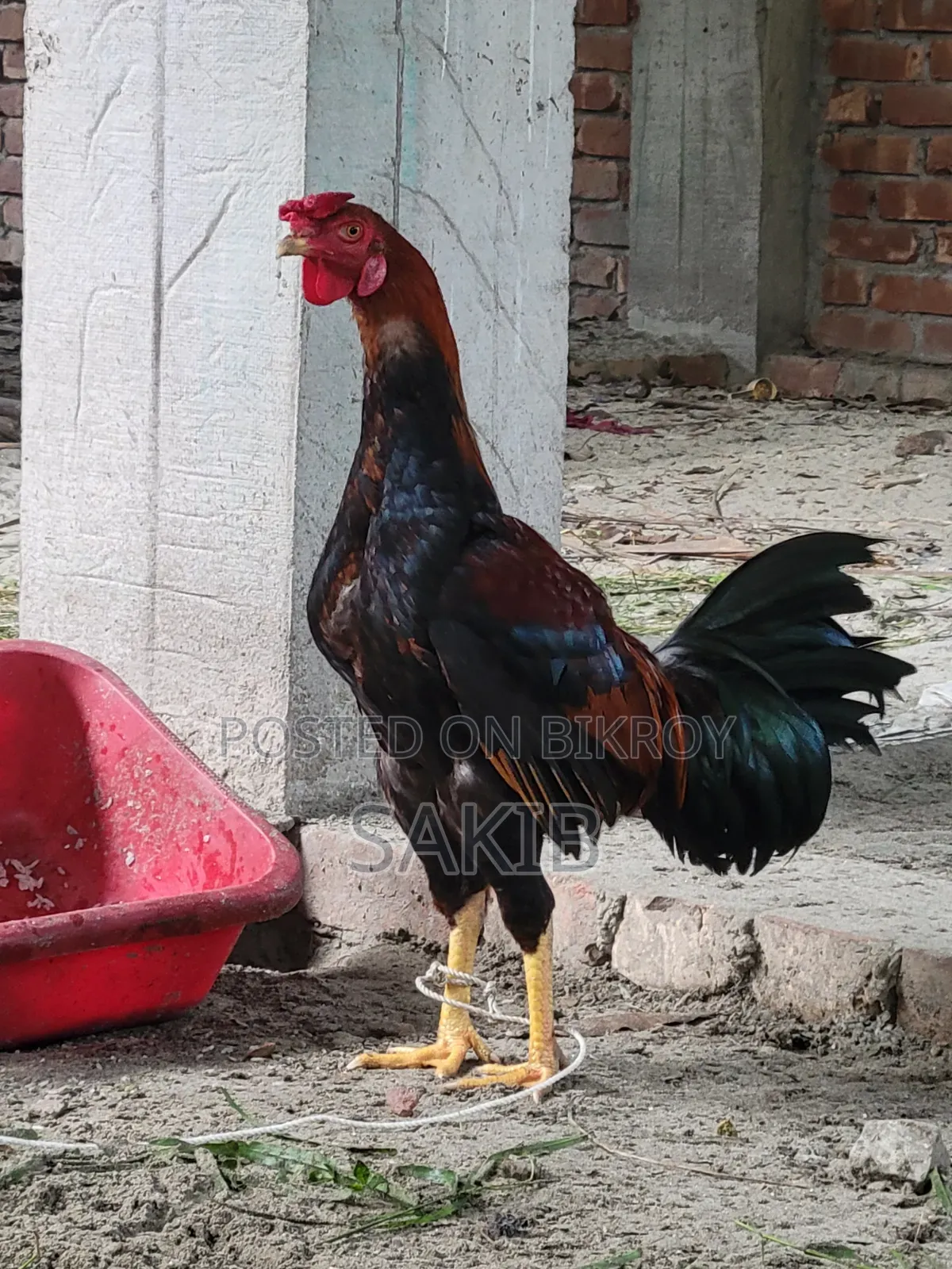 Cross Aachil Fighter Rooster