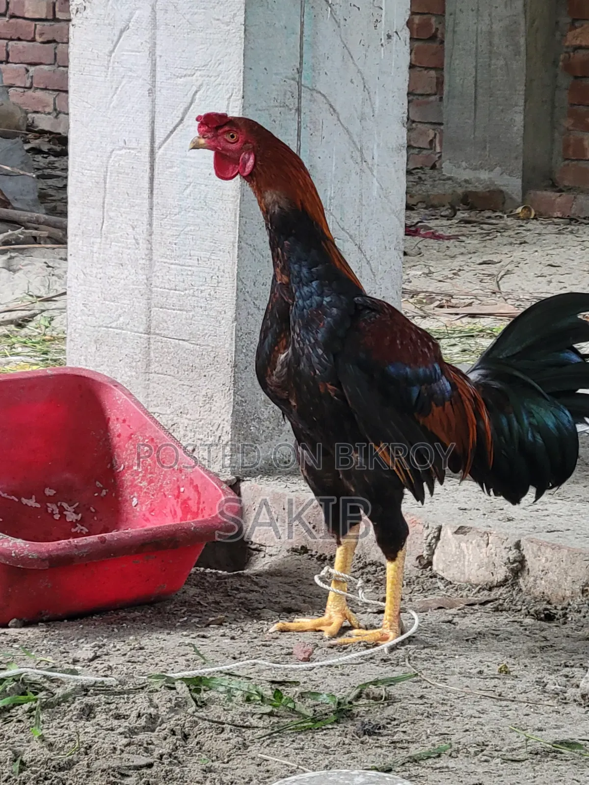 Cross Aachil Fighter Rooster