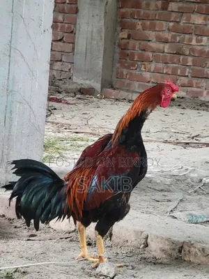 Cross Aachil Fighter Rooster