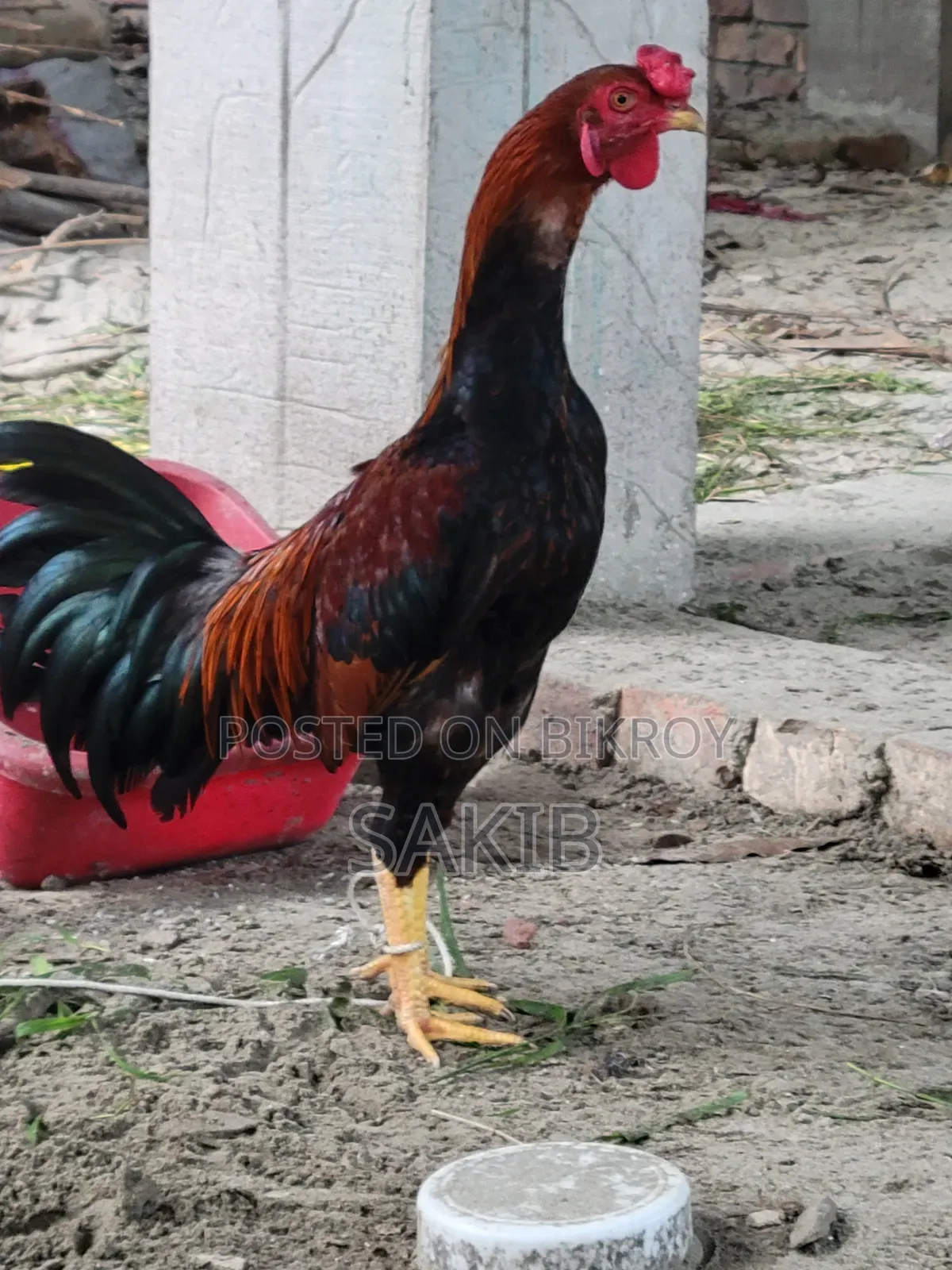 Cross Aachil Fighter Rooster