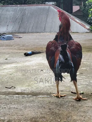 Cross Aachil Fighter Rooster