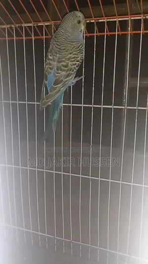 1 Pair Budgerigar