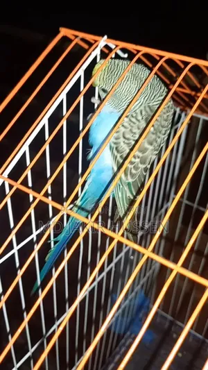 1 Pair Budgerigar