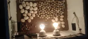 ৯৯%হেচিংরেট
