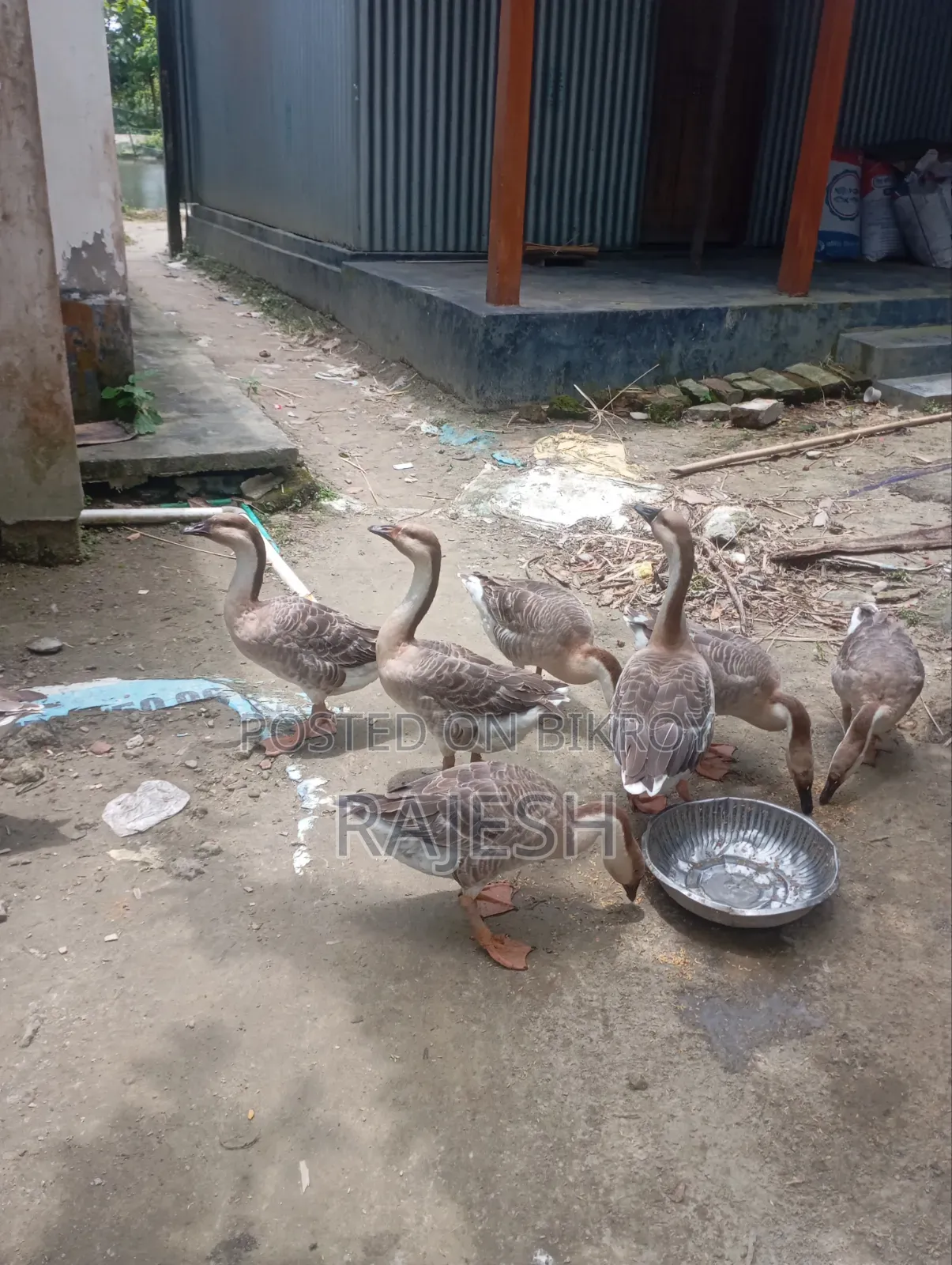 Goose with Eggs for Sale