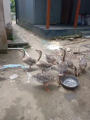 Goose with Eggs for Sale