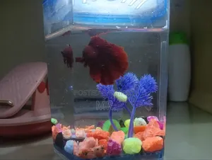 Fancy Halfmoon Betta