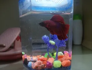 Fancy Halfmoon Betta