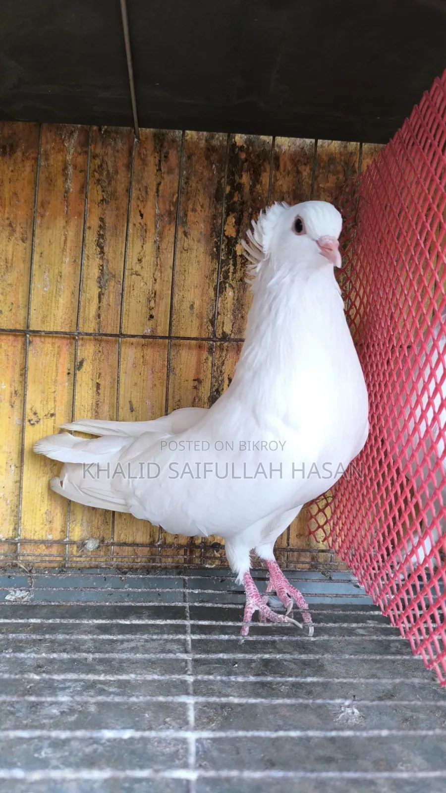 ২টা নর ৪ মাসের বোম্বাই ও হোয়াইট সার্টিন কবুতর বিক্রি হবে